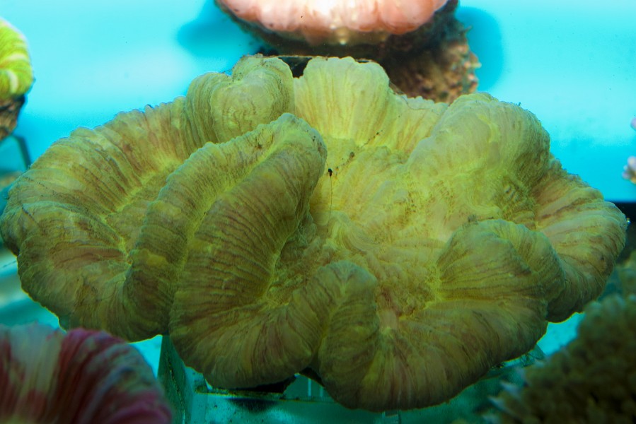 Open Brain Coral (Trachyphyllia geoffroyi)
